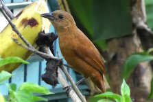 Tanager, White-lined f.jpg