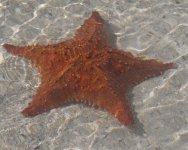 Fish - Star - Jamaica Negril - 17Sep15 - 07-045 copy.jpg