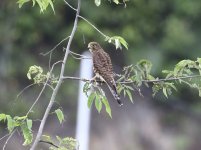 indonesian kestrel.JPG