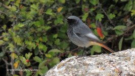 2017.10.20 Black Redstart.JPG