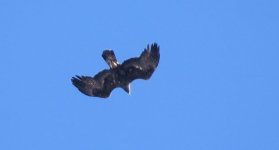 golden_eagle_6dec17_640w_6980.jpg