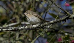 garden warbler 2 08 11 17.jpg