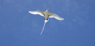 DSC08553 White-tailed Tropicbird @ Mauritius.jpg