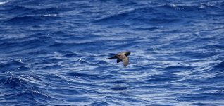 DSC08481 Wedge-tailed Shearwater @ Mauritius.jpg