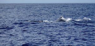 DSC08693 Humpback Whale and Calf @ Mauritius.jpg