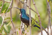 Loten's-Sunbird-(3)-Fort-Aguada-fbook.jpg