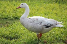 170912_06_white_goose_W.jpg