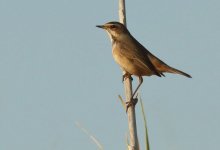 Bluethroat Luscinia svecica Dipi Larssos Marsh photo  Lefteris Kakalis 211017.JPG