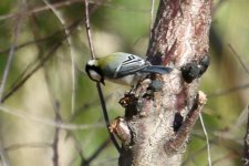 Japanese Tit.jpg