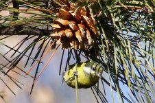 Yellow-bellied Tit.jpg