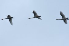 Whooper Swans_Girdle Ness_211017a.jpg