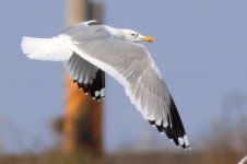 Mongolian Gull (01) - Copy.jpg