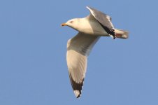 Mongolian Gull (06) - Copy.jpg