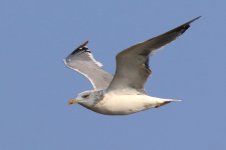 Heuglin's Gull (03) - Copy.jpg