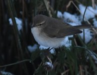 Siberian Chiffchaff_Girdle Ness_101217a.jpg