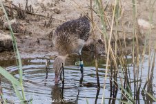 Black-Tailed Godwit, MM, 6th Sep 2017 -3471.jpg