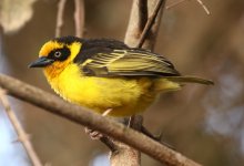 Dlv_9422_Baglafecht_Weaver.jpg