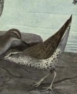 spotted sandpiper.jpg