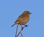 P1790159pse fem Stonechat PAINT 25.jpg