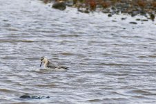 P1780828pse Grey Phalarope.jpg