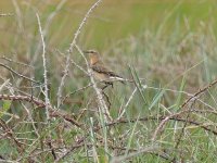 P1780333pse Wheatear PAINT 25.jpg