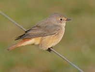 P1790996pse Redstart Salthouse PAINT 25.jpg