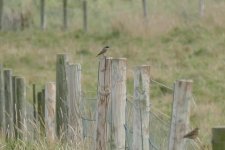 P1790915 male Redstart PAINT 25.jpg