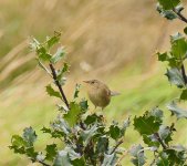 P1790191 Grasshopper Warbler pse.jpg