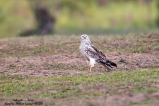 EasternMarsh-Harrier@CR-TH7902.jpg