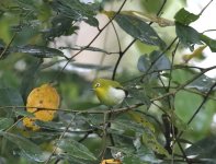 mountain white eye.JPG