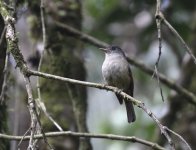 matinan warbling flycatcher.JPG