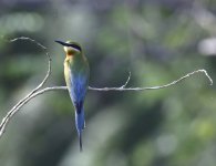 bt bee eater.JPG