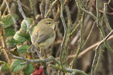 Chiffchaff_20171018_Helgoland_b.jpg