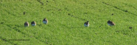 2017.12.12 Little Bustards.JPG