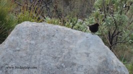 2017.12.12 Black Wheatear.JPG