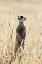 Meerkat rsa 4.jpg