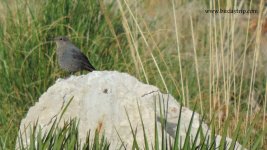 2017.12.12 Blue Rock Thrush.JPG