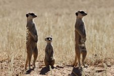 Meerkat rsa 5.jpg