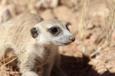 Meerkat rsa 7.jpg