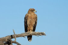 Tawny Eagle rsa 1.jpg