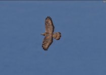 b Honey buzzard Sikiminia Lesvos 160917.JPG