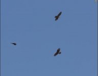 c Honey buzzard Sikiminia Lesvos 160917.JPG