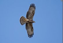 e Honey buzzard Sikiminia Lesvos 160917.JPG