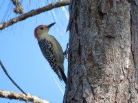 Red-bellied Woodpecker klein.jpg