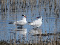 Caspian Tern klein.jpg