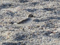 Snowy Plover klein.jpg