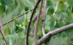 DSC08127 Oriental Reed Warbler @ Pui O.jpg