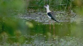 DSC08121 Black-winged Stilt @ Pui O.jpg