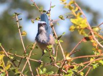 Florida Scrub Jay klein.jpg