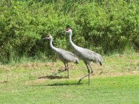 Sandhill Crane klein.jpg